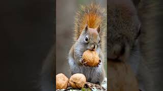 squirrel 🌹🌷🌰