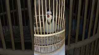 Beautiful Sound SHIKARI CHAKOR خوبصورت آواز شکاری چکور@MerakLsyz02@KeklikSevdallar@WildFocus-
