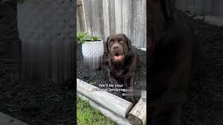 Are LABRADORS The Best Dogs?