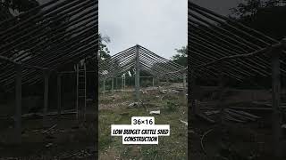 low cost cow shed for dairy farm | low budget cattle shed | 15 October 2023