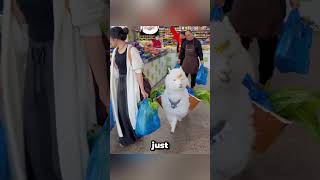 Cute Llama and owner went to shop and buy all veggies 🥰