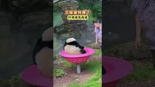 大熊猫奇三妹