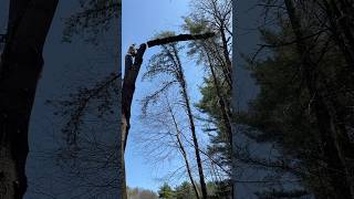 Chunking down a large pine tree, 1,000 pounds at a time.