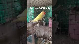 for sele 1450 only contact me mh 20 birds laver  #birds #magill #millis #jassmer # youtube