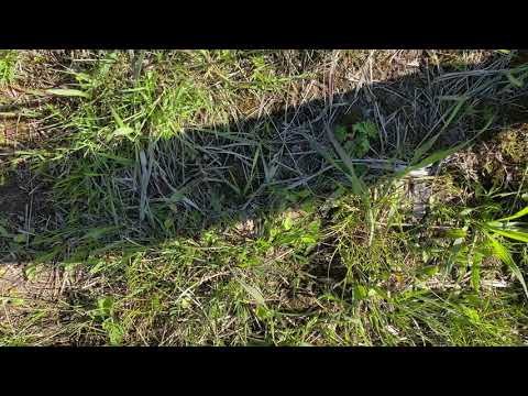 Ленивый спортсмен. Занятие 2.2 (снято на iPhone 11 4K 60fps)
