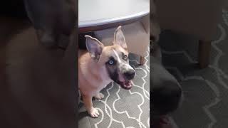 0op #dogs for life #funny#comedy #lathing #memes #funny