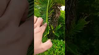 Cycas female plant #botany #biology #education