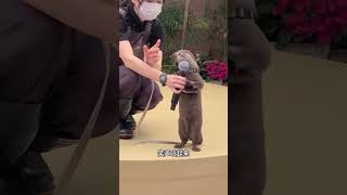 比猫咪更会撒娇的小动物水獭  #水獭 #小动物 #宠物