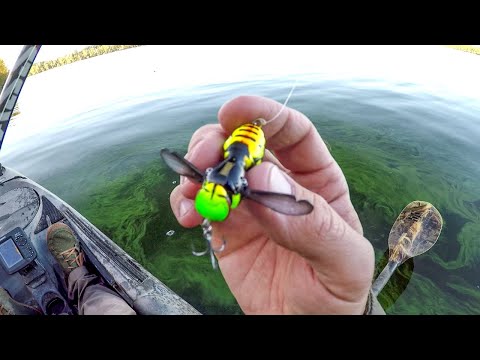 Stinging Bass With A Wasp Lure!