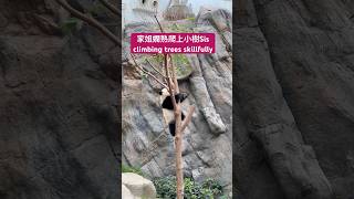 家姐嫻熟爬小樹賞風景