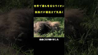 世界で最も有名なライオンが14歳で天命を全うする【RIP】