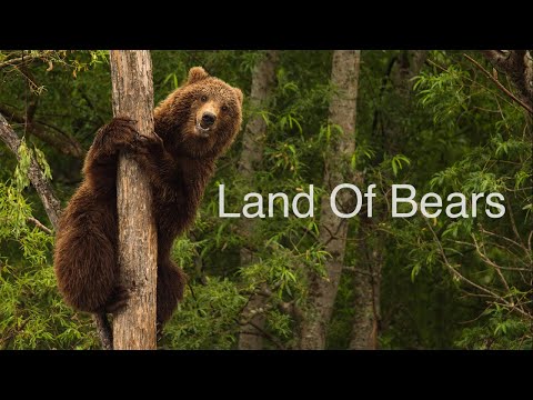 Land of Bears. Kamchatka. Wildlife HD video.