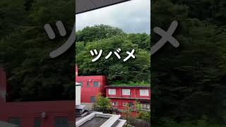 群馬県｜窓ガラス清掃 #shortvideo #窓ガラス #ビルメンテナンス #清掃
