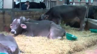 The Royal - Part 6 Cows & Piglets :)