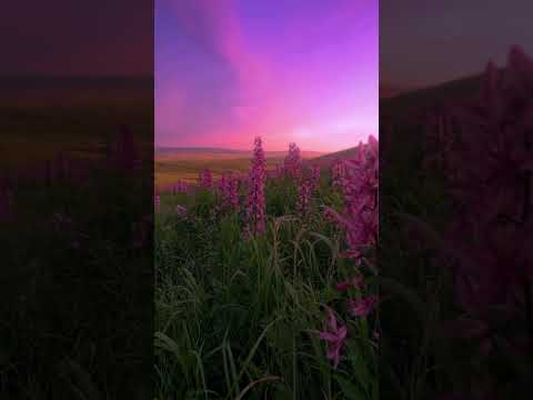 Music with a calm view #music #songs #sunset