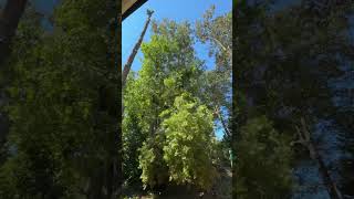 #treecuttingservice #tree #stihl #treeservice #chainsaw #arboristing
