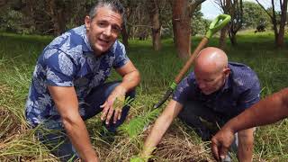 ‘Alohilani Resort Goes Carbon Neutral