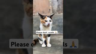please  don't  scrolls #cats #care #shortvideo #shortlike #catlife