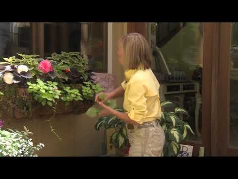 Shade Loving Flowers for Deep Shade Window Box