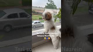Teri surat 🥹🧿🥰#youtube #dog #cutedog#pet#dogshorts #cute #doglove #dogs #petlover #ytshorts
