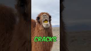 Camel's Hilarious Lemon Reaction