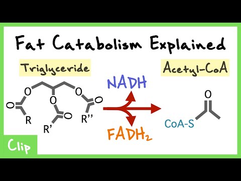 Fatty Acid Catabolism Explained (Beta oxidation, Ketogenesis, Lipolysis, Carnitine Shuttle) | Clip