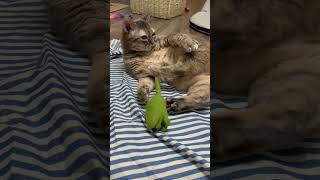 Very cool! #cat #entertaininganimals #funnycat #funnyanimal #catfunny