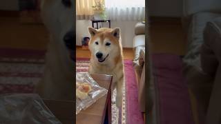 Shiba Inu Fuku Shiba Inu reacting to his brother's waffle🤣Shiba-request🤣#sisterandshiba #shorts #...