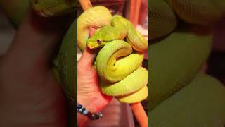 BLUE GREEN TREE PYTHON😳 #snake #reptiles #animals