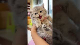 😹💕😽Cute and naughty kittens#cat