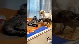 funny videos of cat and dogs #cat #afvfam #catlover #pets #funnycat #shorts #youtubeshorts #viral