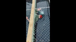 Obstacle Innovation: Mops in Cage Crawl