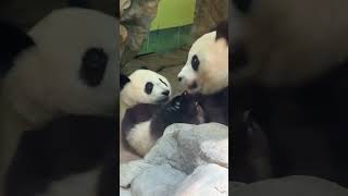 Panda: Who Wins Your Heart? ❤️🐼 (Unforgettable Bond)