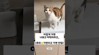 가란다고 진짜 가는 집사 모냐,, #고양이 #cat #고양이일상 #고양이영상 #catlovers #catshorts