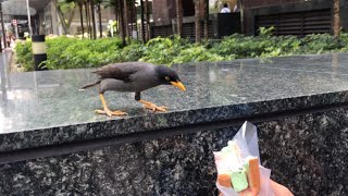 Famous Ice cream Bread in Orchard Road, Singapore | Bird also love this !