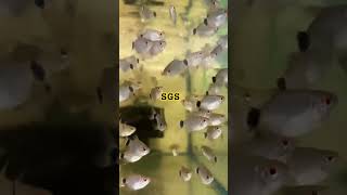 SGS ornamental fish