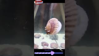 SHELLS ARE ALIVE?! SECRET LIFE OF SEASHELLS! #shorts #shell #seashell