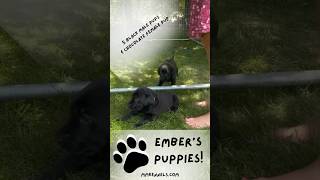 Ember's Pups 4 Weeks Old! #labpuppies #blacklab #chocolatelab