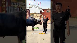 醒狮斗牛城牛王快讯——小排龙，小排龙牛王，体重1550斤左右，胸围约2.05米，蔡家园一战成名，获得过把关斗牛场、观音山斗牛场、醒狮斗牛场的三连冠，今年春节也在仙桥斗牛场获得一个冠军，抠腮，拍角，功
