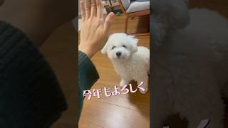 全力のことよろ❗️#ビションフリーゼ #bichonfrise #shorts #お正月