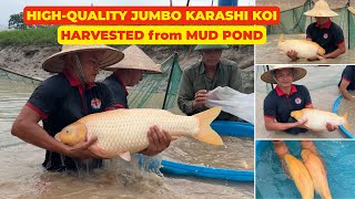 Is KONISHI KOI FARM's KARASHI KOI FISH the BEST Quality Fish Available ???