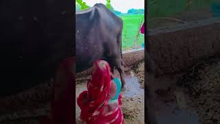 dekh lo varna pachtaoge#1kcreator #fouryourpag #agriculturalsystem #farmingmethod #fouryou
