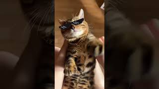 #rapcat #catrapper #funnycat #catmusic #meowbeats #catvibes #coolcat #hiphopcat #catflow #talkingcat