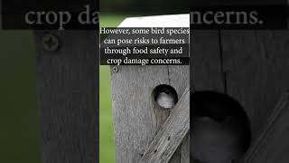 IPM Shorts: Bird Is The Word (Pest Control in all it's Beauty)