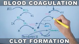 Coagulation Cascade | Intrinsic and Extrinsic Pathway