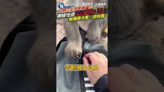 【41J肉聲】嫩妹遊峨眉山　慘遭「山道猴子」硬上！她痛哭大罵：你好醜｜鏡週刊