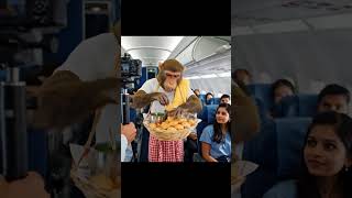 😱monkey bna paniPuri Walla || #shortsviral #aivlog #aimonkey #shots #Bablu #Aivlog#ViralAi #shorts