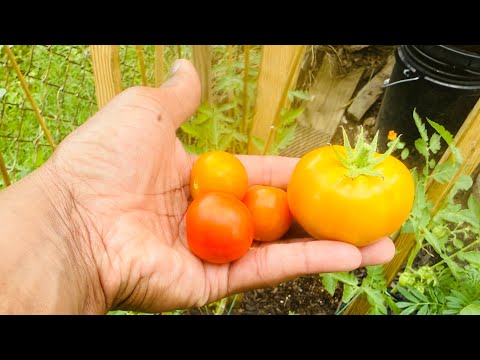 Gardening Journey | What is growing in my Garden | July Tour | Zone 7A