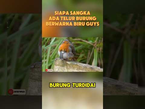 FAKTA UNIK BURUNG ROBIN AMERICA #lensapopuler #faktamenarik #daftarpopuler