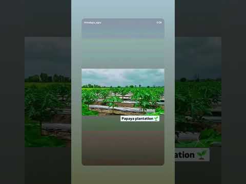 Papaya plantation 🌱🌿 plantation# consultancy services #